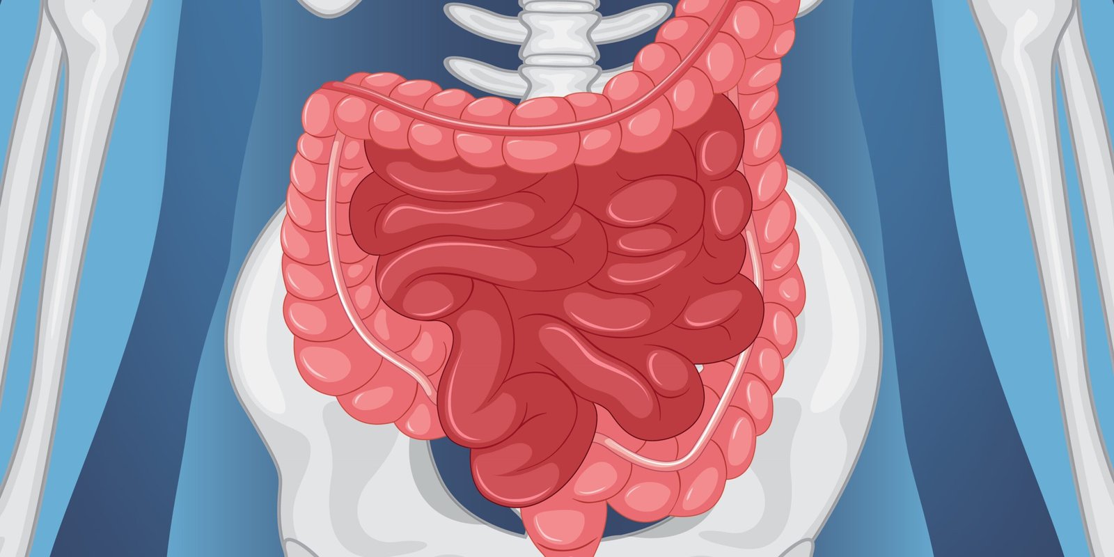 small intestine