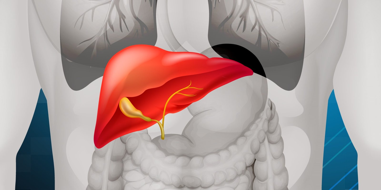 The Gallbladder’s Dance in Fat Digestion: Bile Basic