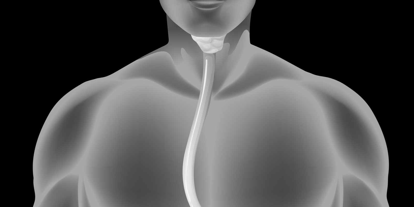 Esophagus Essentials: Exploring the Dynamic Role