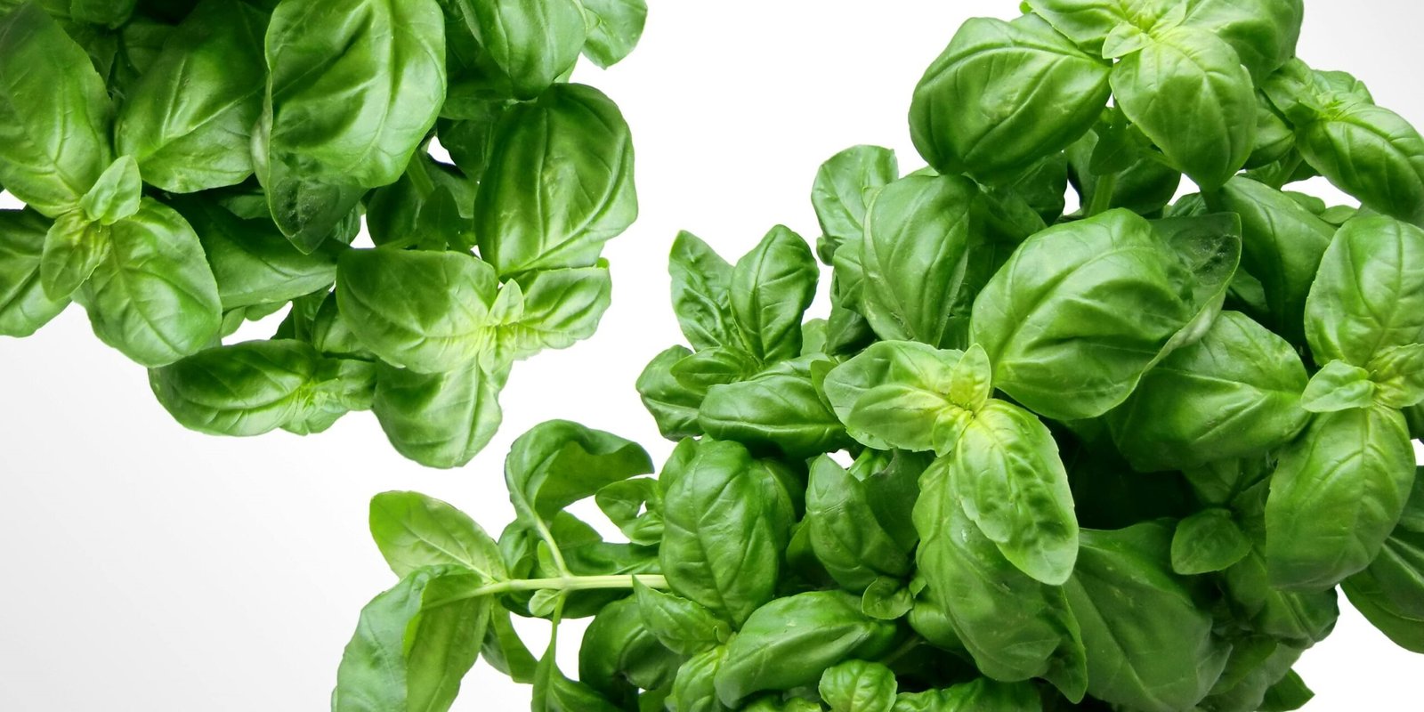 Basil Brilliance: A Holistic Health Perspective